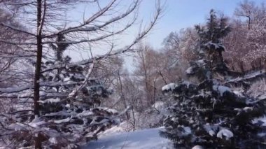 Kamera karda duran ağaçlara doğru hareket ediyor. Kar yığınları ve karla kaplı ağaçlarla dolu kış parkı. 