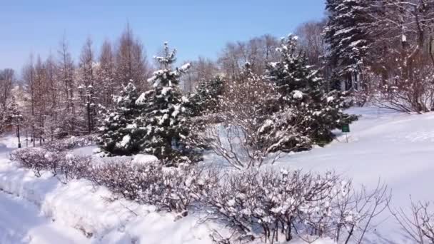 カメラは雪の中に立っている木に移動します 雪のドリフトや雪に覆われた木と冬の公園 — ストック動画