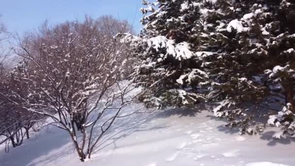 Kamera Bergerak Pohon Pohon Berdiri Salju Winter Park Snowdrifts Snow — Stok Video