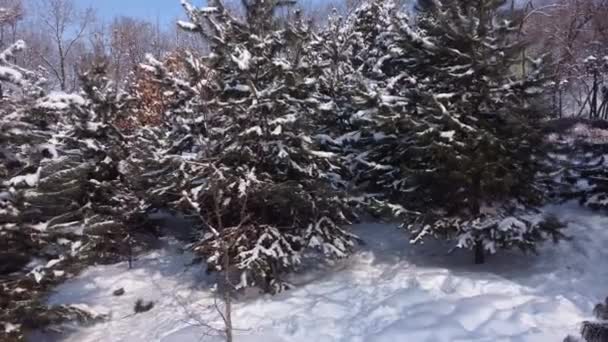 カメラは雪の中の木の上にズームします 雪に覆われた枝で雪の後の木 周りには雪のドリフトがある — ストック動画