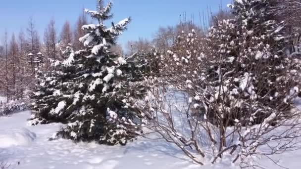カメラは雪の中の木の上にズームします 雪に覆われた枝で雪の後の木 周りには雪のドリフトがある — ストック動画