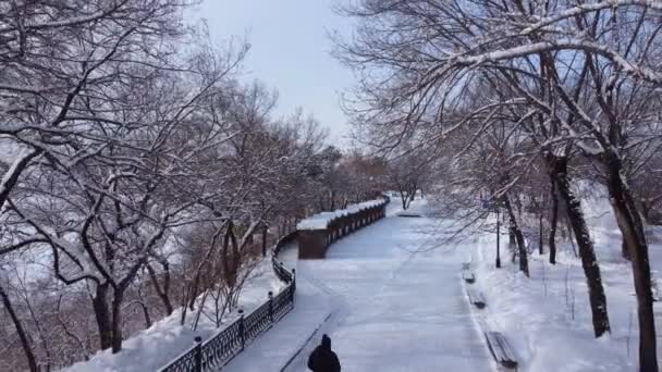 冬の都市公園の雪に覆われた木の路地 前日に降った雪の後の雪の中で美しい木々 カメラは地面から2 3メートルの高さに移動します — ストック動画
