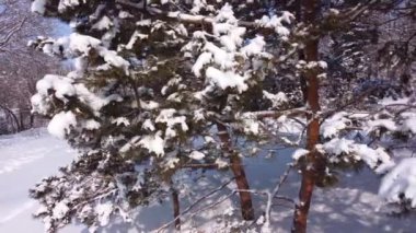 Karda ağaçlar olan kış parkı. Kar yağdıktan sonra kışın şehir parkının doğal alanı. 