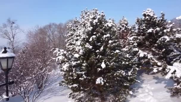 雪の中に木がある冬の公園 雪が降った後の冬の都市公園の自然地域 — ストック動画