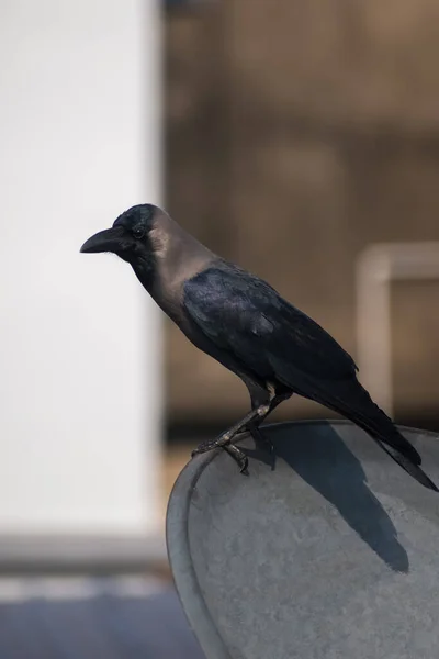 Black Crow Sitting Dish Terrace Selective Focus — Foto Stock
