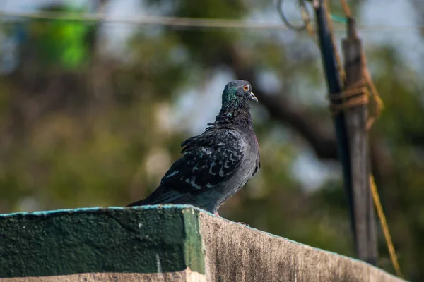 Selective Focus Pigeon Sitting Edge Roof — Zdjęcie stockowe