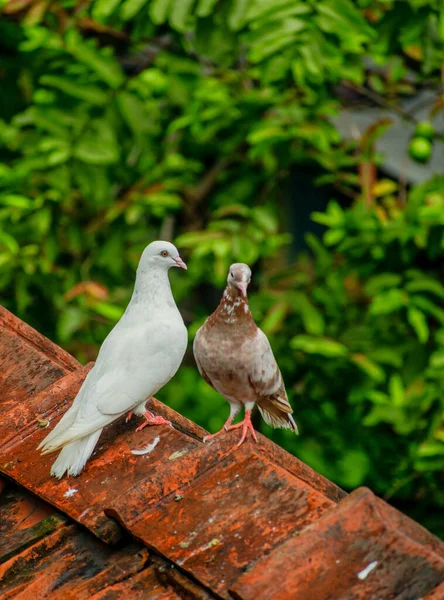 Two Dove Birds Sitting Mud Tiles Roof Trees Background Selective — стоковое фото