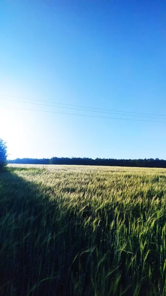 Manhã Campo Tapete Grosso Relva Estrada Campo — Fotografia de Stock