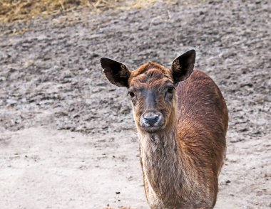 Avrupalı bir geyik yavrusunun portresi. Yavru geyik kameraya bakar..