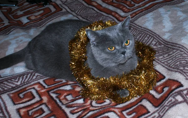 Gray British Shorthair Kitten Shiny Christmas Garland New Year 2022 — Zdjęcie stockowe