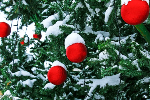 Bolas Rojas Navidad Colgando Una Rama Cubierta Nieve Árbol Navidad —  Fotos de Stock