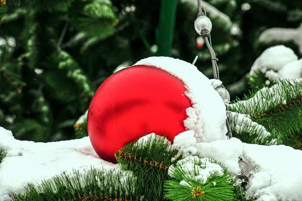 Red Christmas Ball Hangs Snow Covered Branch Christmas Tree New — Zdjęcie stockowe