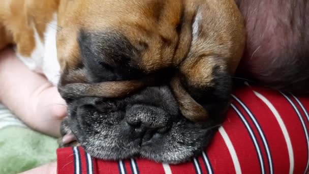 Seorang Pria Dewasa Muda Tidur Tempat Tidurnya Dengan Anjingnya Anjing — Stok Video