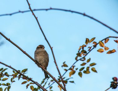 Avrasya Serçesi (Passer montanus) bir gül dalına tünemişti. Kuş soğuktan kabarmıştı..
