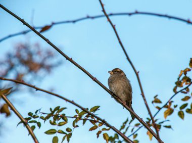 Avrasya Serçesi (Passer montanus) bir gül dalına tünemişti. Kuş soğuktan kabarmıştı..