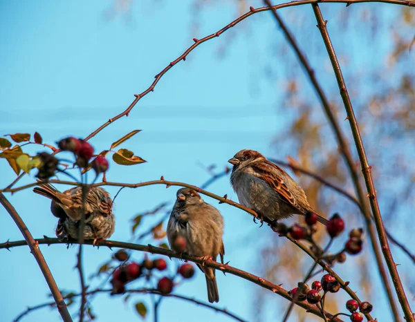 Ευρασιατικό Σπουργίτι Passer Montanus Σκαρφαλωμένο Κλαδί Αγριοτριανταφυλλιάς Πουλί Φούσκωσε Από — Φωτογραφία Αρχείου