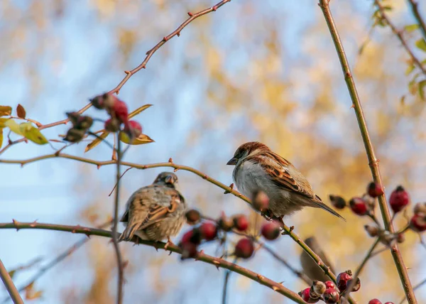 Eurasian Sparrow Passer Montanus Perched Rosehip Branch Bird Fluffed Cold — Stock Photo, Image