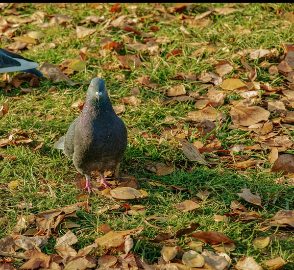 Turteltaube Oder Steintaube Eine Gewöhnliche Taube Lateinisch Turteltaube Columba Livia — Stockfoto