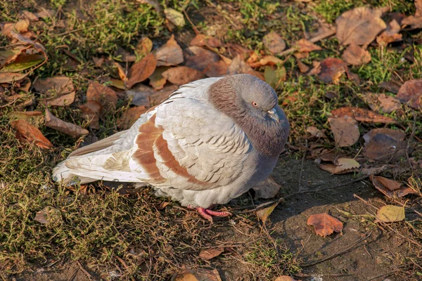 Tortuga Paloma Piedra Una Paloma Ordinaria Latín Columba Livia Parque — Foto de Stock