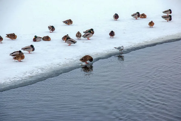 Kaczki Pływają Wzdłuż Lodowatego Brzegu Rzeki Dzikie Kaczki Zimie Powierzchnia — Zdjęcie stockowe