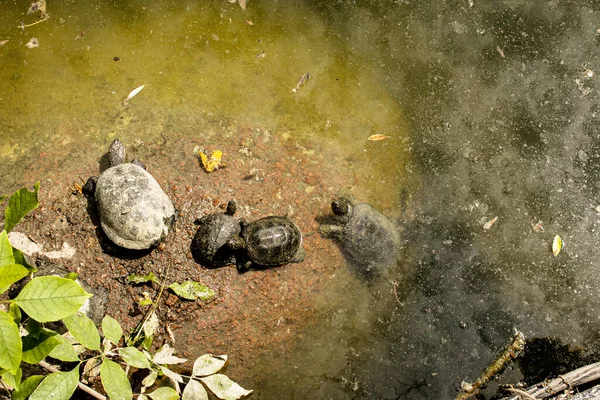 Familia Las Tortugas Está Mal Ambiente Las Tortugas Nadan Estanque — Foto de Stock