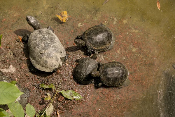 Familia Las Tortugas Está Mal Ambiente Las Tortugas Nadan Estanque — Foto de Stock