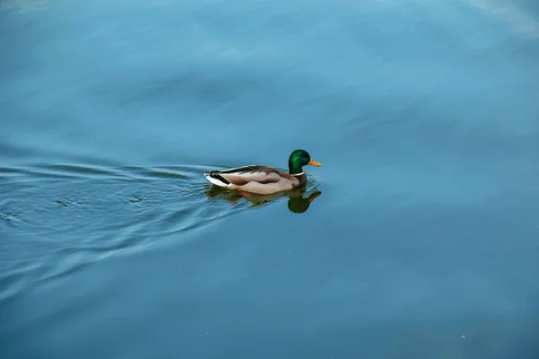 Eine Ente Schwimmt Einem Teich Vogelüberleben Naturschutz Ökologisches Umweltkonzept Ökosystem — Stockfoto