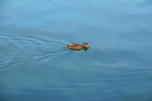 Een Eend Zwemt Een Vijver Vogeloverleving Natuurbescherming Milieuecologisch Concept Fauna — Stockfoto