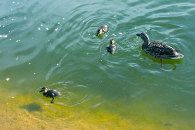 Bir ördek ailesi, bir ördek ve küçük ördekleri suda yüzüyorlar. Ördek yeni doğan ördek yavrularıyla ilgilenir. Ördek yavruları hep birlikte. Mallard, lat. Anas platyrhynchos