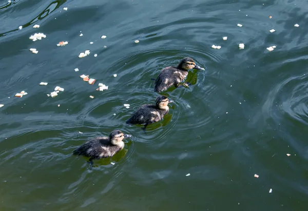 Rodzina Kaczek Kaczka Kaczątka Pływają Wodzie Kaczka Opiekuje Się Nowonarodzonymi — Zdjęcie stockowe