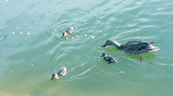 アヒルの家族 アヒルとその小さなアヒルは水の中で泳いでいます アヒルは新生児のアヒルの世話をします アヒルはすべて一緒に含まれています マラード フラット Anas Platyrynchos — ストック写真
