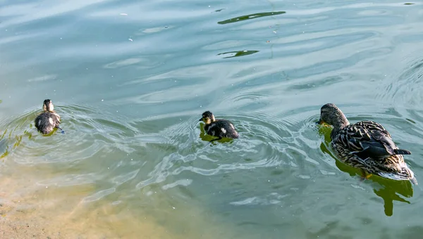 Egy Kacsacsalád Egy Kacsa Kiskacsái Úszkálnak Vízben Kacsa Gondoskodik Újszülött — Stock Fotó