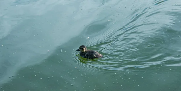Kiskacsa Úszik Egy Kiskacsa Úszik Víz Zöld Kék Felszínén — Stock Fotó