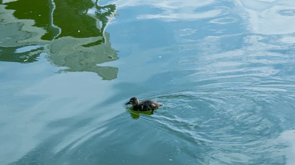 Patito Nadando Patito Nada Superficie Verde Azul Del Agua — Foto de Stock