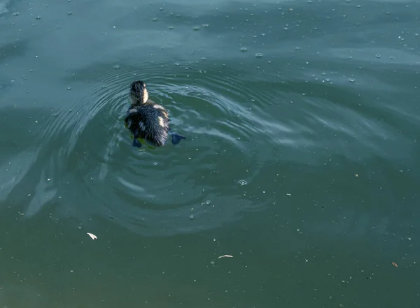 Das Kleine Entlein Schwimmt Ein Entlein Schwimmt Auf Der Grün — Stockfoto