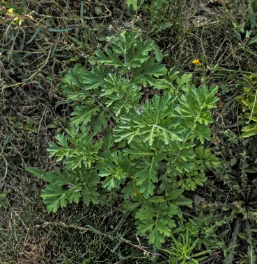 Artemisia Annua (Artemisia Annua, tatlı annie, yıllık mugwort) otları, Artemisinin şifalı bitkisi, doğal yeşil çimen yaprağı duvar kağıdı arka planı
