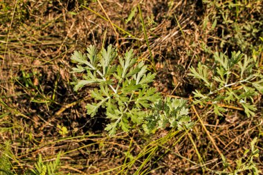 Artemisia Annua (Artemisia Annua, tatlı annie, yıllık mugwort) otları, Artemisinin şifalı bitkisi, doğal yeşil çimen yaprağı duvar kağıdı arka planı