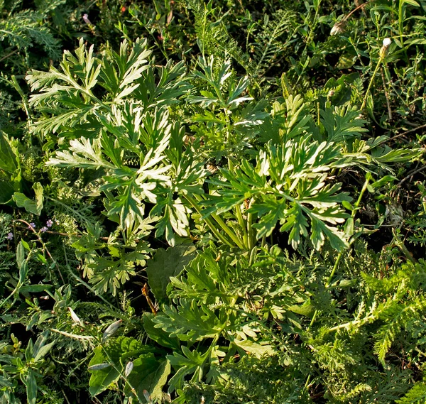 Крупный План Свежего Растущего Сладкого Полыни Artemisia Annua Сладкая Энни — стоковое фото