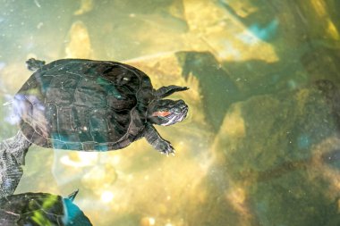 Nehir kaplumbağası yaşam alanında. Kaplumbağa suda ve tahta platformlarda.