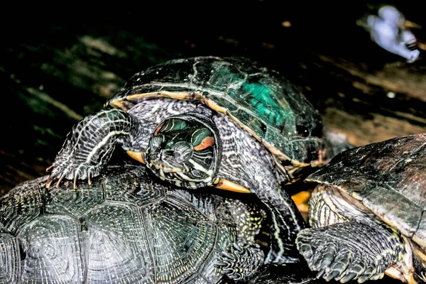 River turtle in the habitat. Turtle in the water and on wooden platforms.