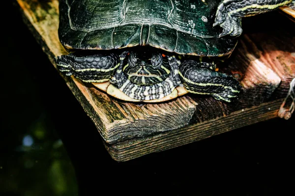 Tortuga Río Hábitat Tortuga Agua Plataformas Madera — Foto de Stock