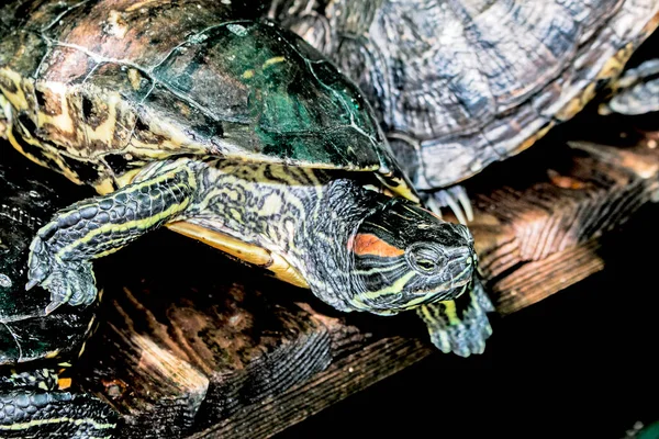 River turtle in the habitat. Turtle in the water and on wooden platforms.