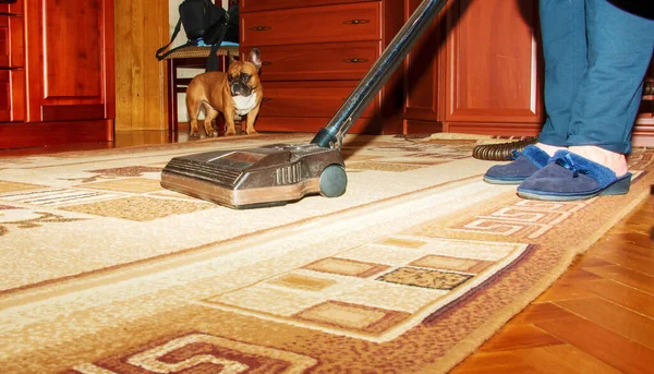 家里有可爱的狗清洗地毯的主人 — 图库照片