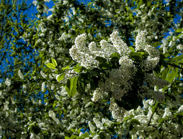 Prunus Padus Bekannt Als Vogelkirsche Kadaver Erdbeere Oder Maibaum Ist — Stockfoto