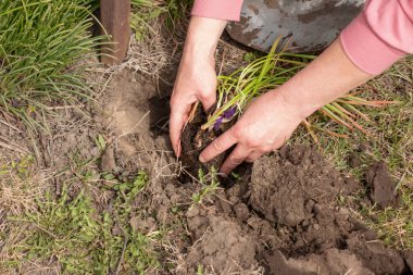 Dişi eller verimli topraklara ve gübre bitkilerine fidanlar eker.