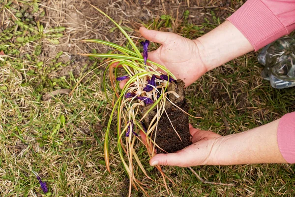 Dişi eller verimli topraklara ve gübre bitkilerine fidanlar eker.