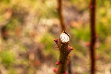 Baharda dikeni bulanık arka planda kesilmiş bir gül dalının yakın çekimi. Bahar budaması.