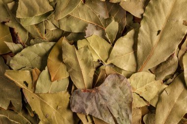 Kuru körfez yaprak dokusu. Laurel yaprağı geçmişi. Mutfak bitkisi
