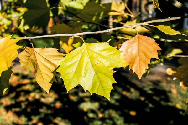 Herbstgelbes Ahornblatt Zwischen Grünem Laub Frühherbst — Stockfoto