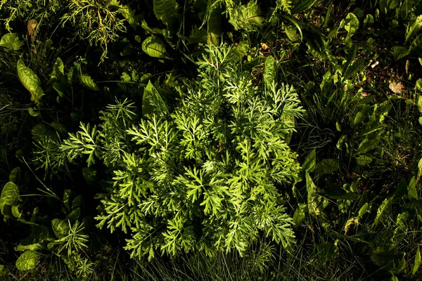 Closeup Fresh Growing Sweet Wormwood Artemisia Annua Sweet Annie Annual — стоковое фото